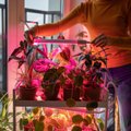 Taimede ettekasvatamisel ja ka toalilledele on talvisel ajal abiks taimelamp