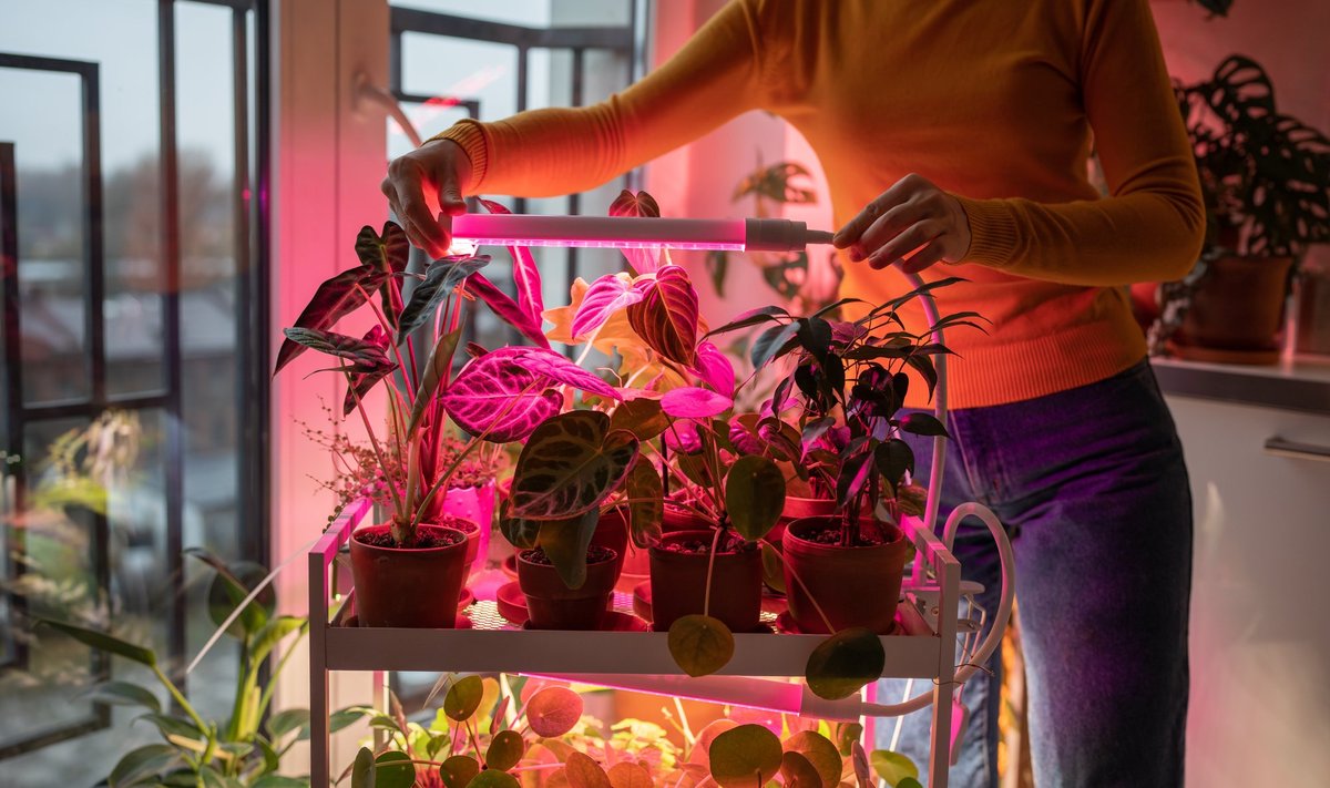 Taimelamp annab taimedele vajalikus spektriosas valgust.