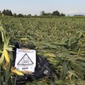 19 стран ЕС отказались от ГМО: но не Эстония