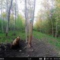 ФОТО | Медведь с Хийумаа снова попал в объектив камеры: с ним все в порядке