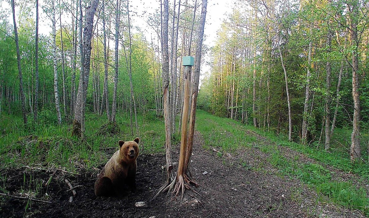 Медведь с Хийумаа.