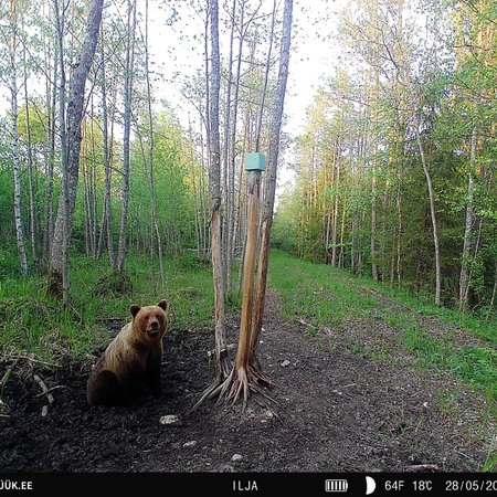 FOTO | Hiiumaa karu elas talve üle ja teda on taas nähtud! 