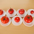 Журналисты и специалисты по общественному питанию выбрали лучшие помидоры из тех, что сейчас продают в магазинах