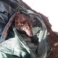 FOTOD | Päästjad aitasid läbi jää vajunud koera välja