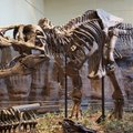 Türannosauruse lõuad purustasid luid 3,5 tonni raskuse jõuga