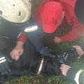 ФОТО: Спасатели помогли оживить спасенную из горящего дома в Тапа собаку