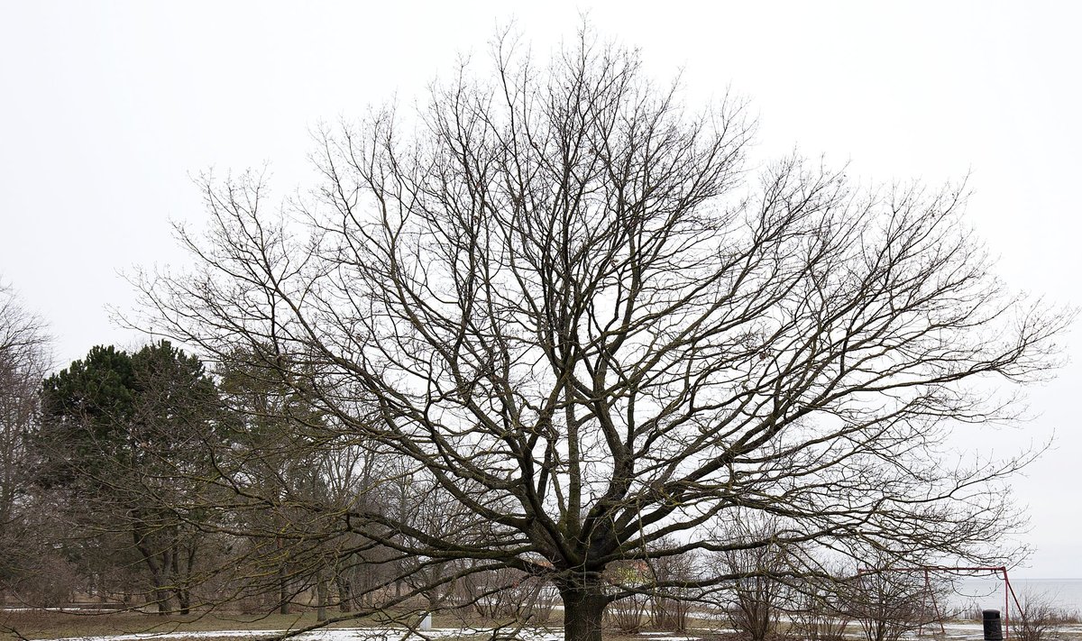 Merest sajakonna ja Russalka mälestusmärgist paarisaja meetri kaugusel kasvav tamm on Eesti esindaja tänavusel Euroopa aasta puu konkursil.