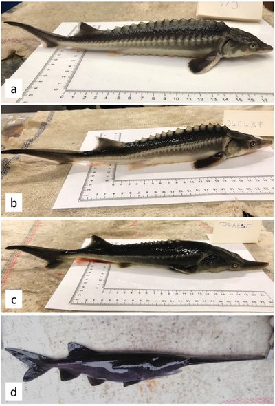 Ülemisel pildil vene tuur, alumisel luitstuur, keskmistel piltidel nende kahe liigi hübriidid (Foto: Kaldy et al., Genes, 2020)