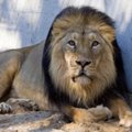 Проживавшего в Таллиннском зоопарке льва Джонни пришлось усыпить