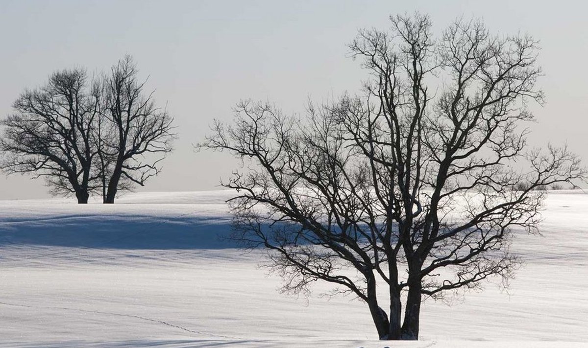 Lumine maastik Põlvamaal Karstes. Lumikate on seal umbes poole meetri sügavune ja jäise koorikuga. (Foto: Arne Ader)
