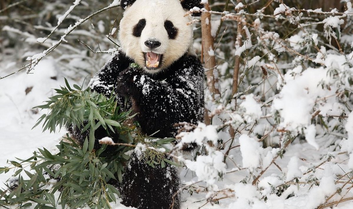 Hiidpanda Tai Shan sööb keset lund bambust. 