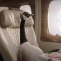 ВИДЕО | Авиакомпанию Emirates будет рекламировать гусь Джерри