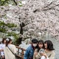 ФОТО | Какая красота! В Японии раньше времени зацвела сакура