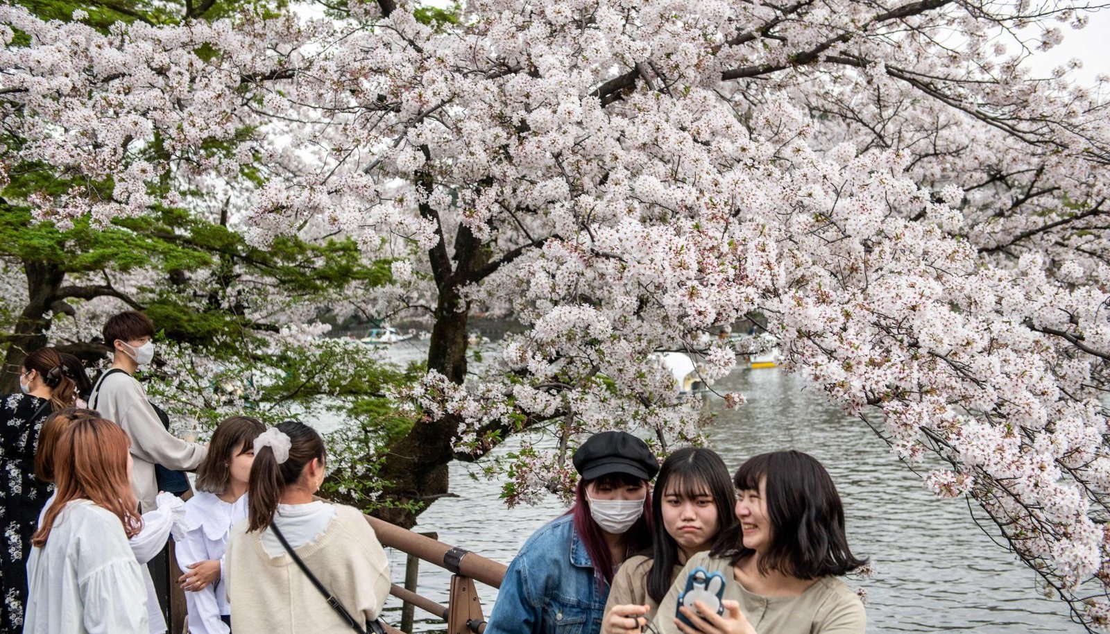 День цветущей сакуры. Праздник цветения Сакуры в Японии. Цветение Сакуры в Японии 2023. Цветение Сакуры в Японии 2022. Цветение Сакуры на Окинаве.