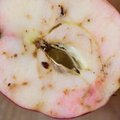 Kas ka sinu õunasaak oli sügisel koitanud? Vaata, mida teha, et sellel aastal korralikke õunu saada!
