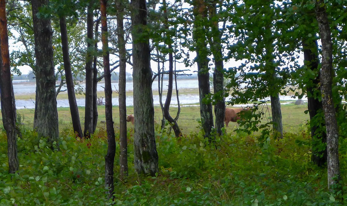 Torm Saaremaal murdis puid ja tõstis veetaset. Sõrves ulatusid tuuleiilid kuni 29 m/s