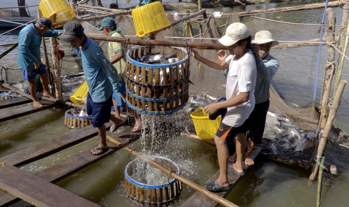 Vietnami kalakasvatus.