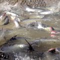 MAALEHT VIETNAMIS: Läänemere räim võib olla reostunum kui Mekongi kala