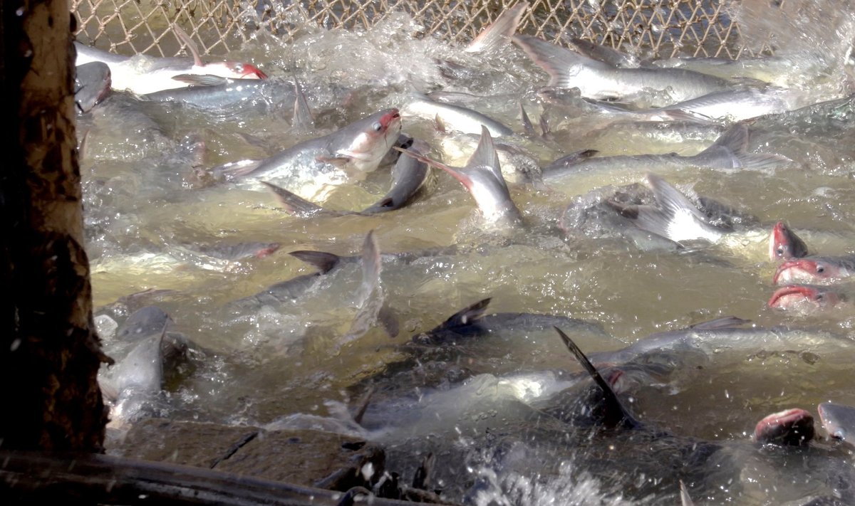Kasvandustes kogutakse kala võrguga basseini ühte äärde kokku.