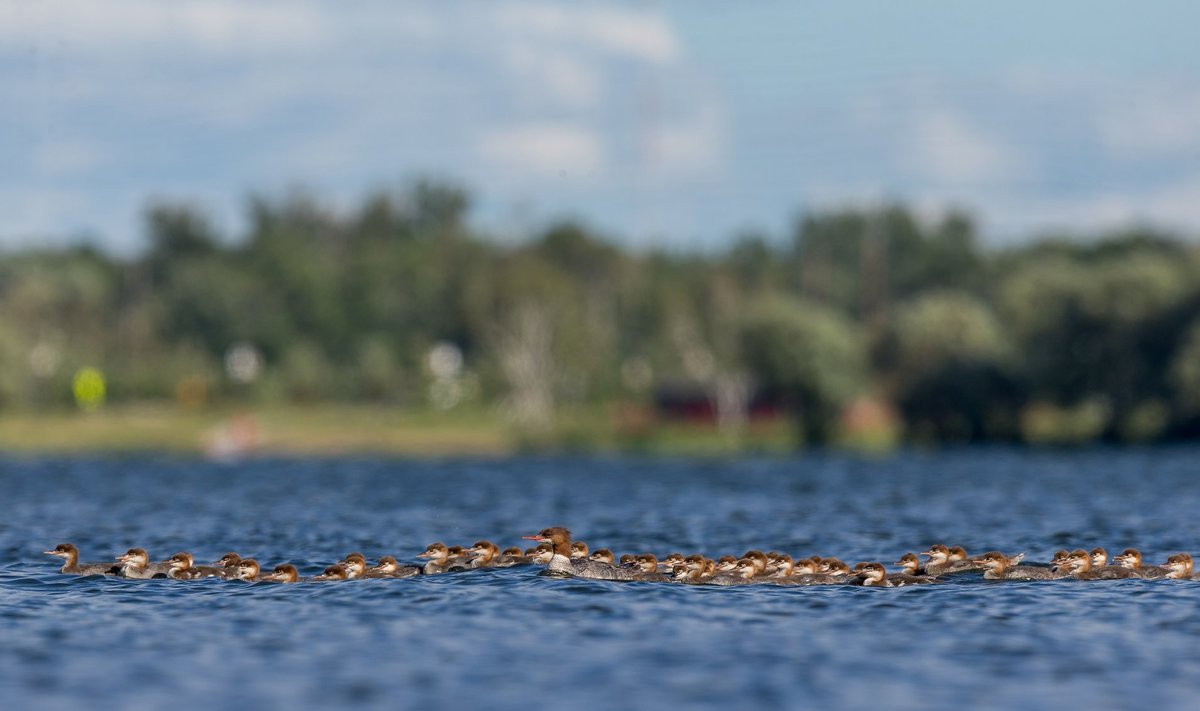 76 tibu jälitamas "ema" jälitamas.