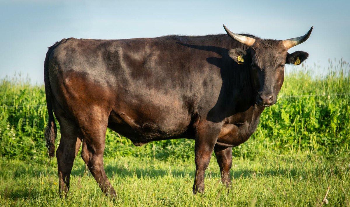 Wagyu tõugu härg