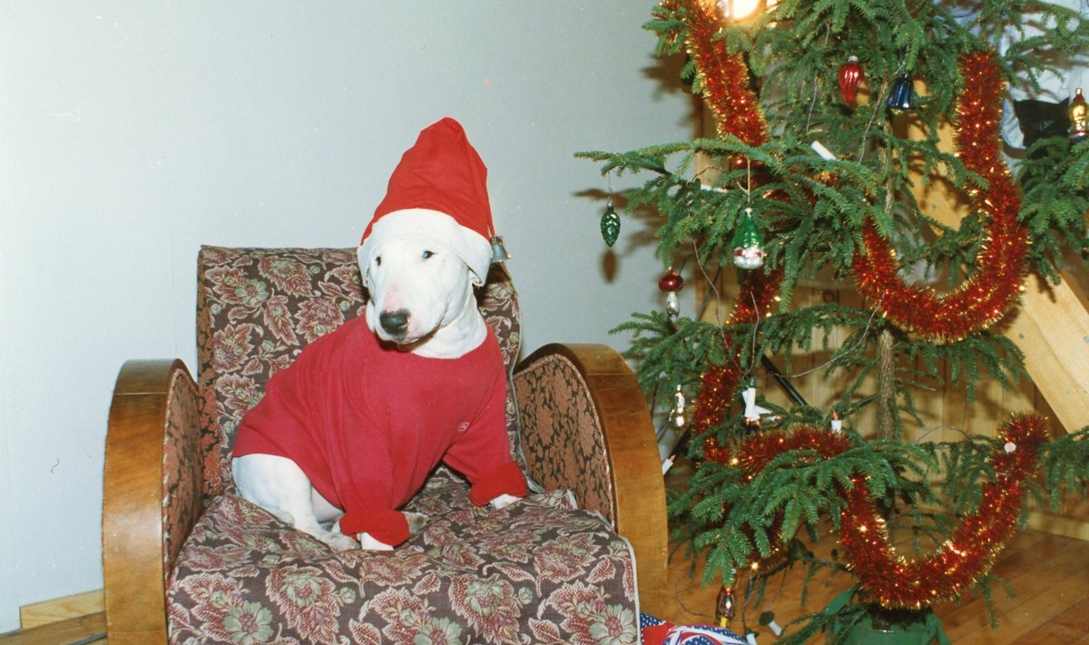 Koera jõulupuu