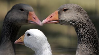 Loomakaitsjad taunivad julmal moel toodetava foie gras’ pakkumist Pariisi olümpiamängudel