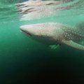 На одном из пляжей Таиланда на туриста напала акула