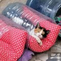 Südamlik naine ehitas kodututele kassidele tänavale voodikohad