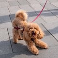 ФОТО | Какая прелесть! Vogue превратился в Dogue: библия моды показала обложки с собаками знаменитостей