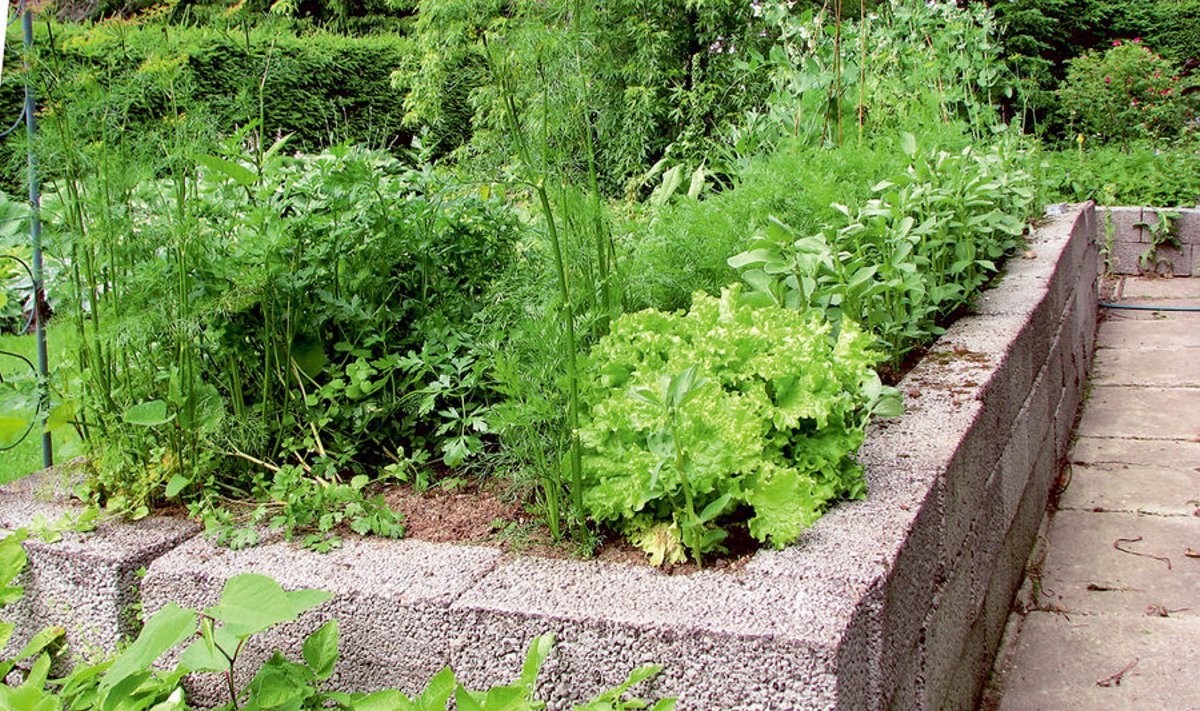 Kastpeenardes on mugav kasvatada värsket aiavilja suviseks tarbimiseks ning katsetada uusi põnevaid liike ja sorte. Foto: Elle Ahse 