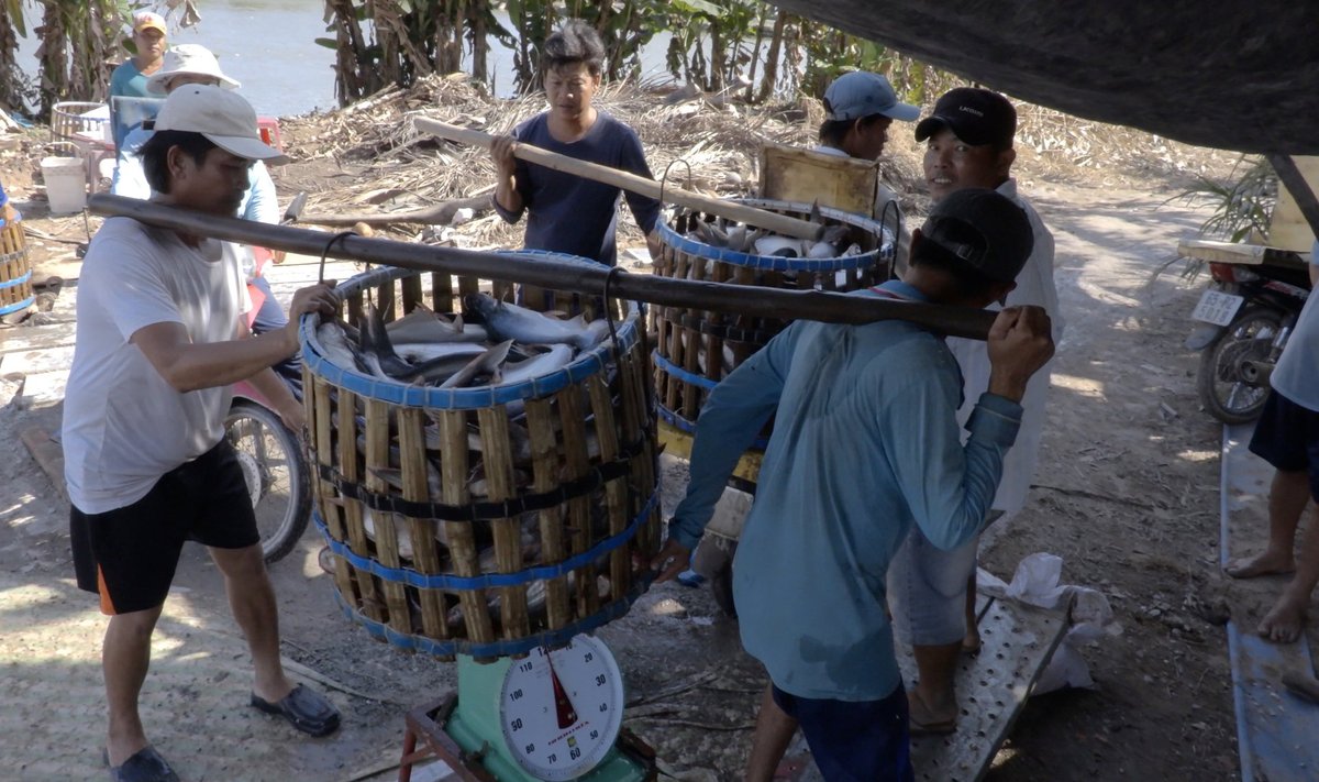 Saastatuse maine on mõjutanud sadu Mekongi delta kalakasvandusi.