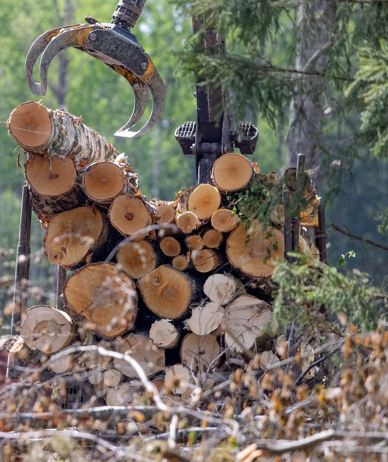 Kui metsi raiuda sellises tempos nagu metsamajanduse tavaline praktika ette näeb, tuleb Eestil peagi hakata CO2 kvooti juurde ostma.