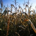 Külmavõetud maisisilos ähvardavad nitraadid