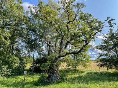 Palivere künnapuu