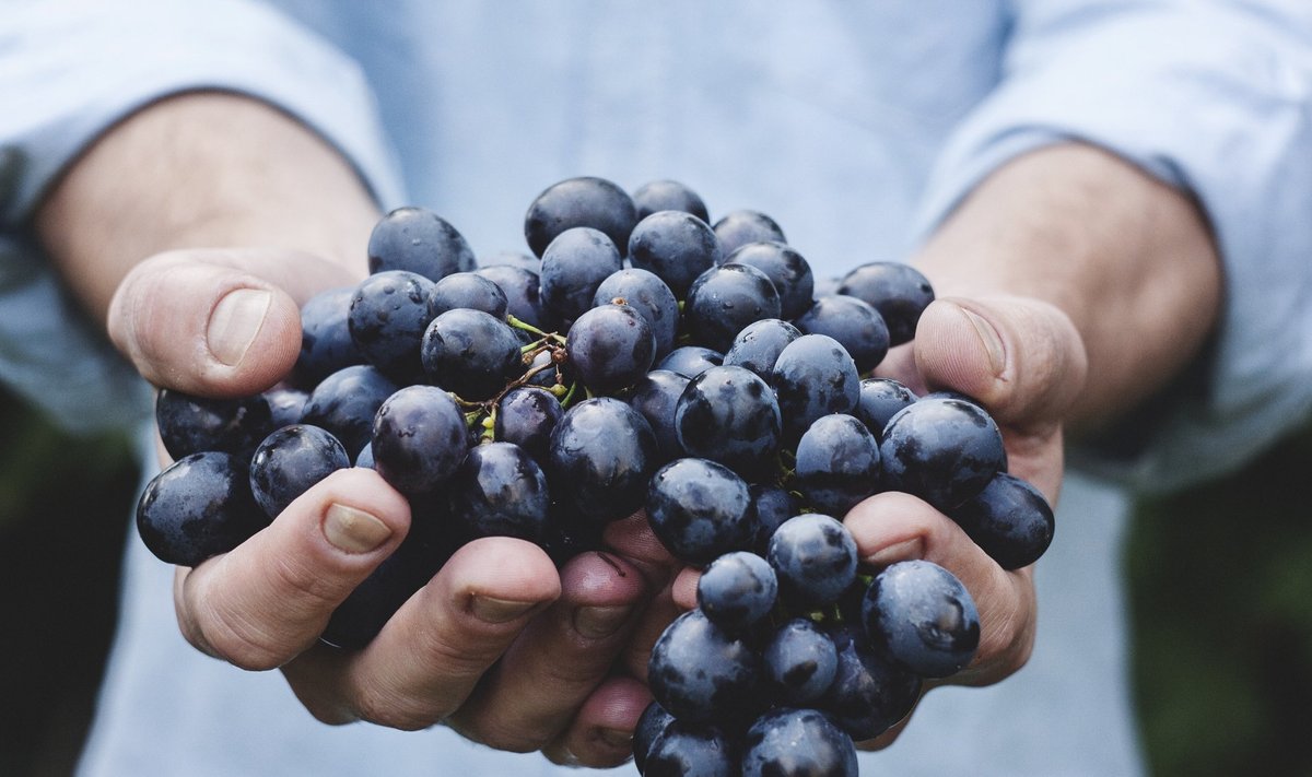 Lätis kasvatatakse  üle 25 viinamarjamarjasordi.