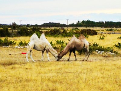 Öland