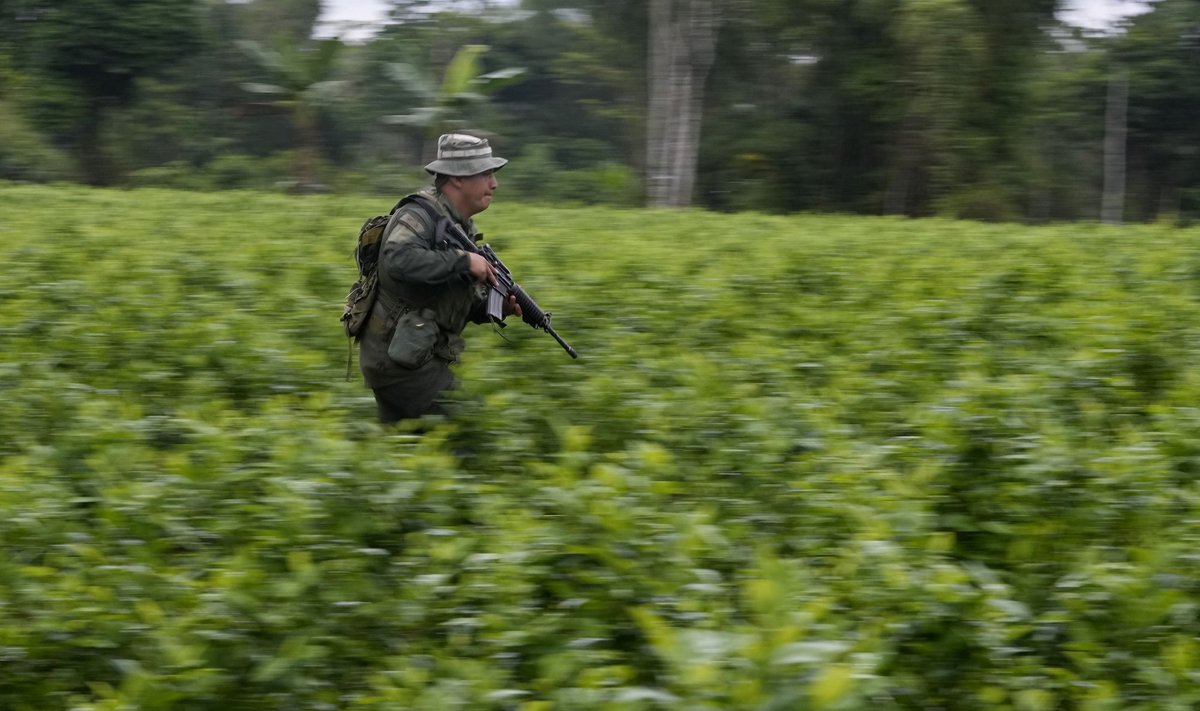 REID: Kolumbia politseinik sööstab kokaiinilabori sulgemiseks korraldatud haarangul läbi kokataimede põllu.