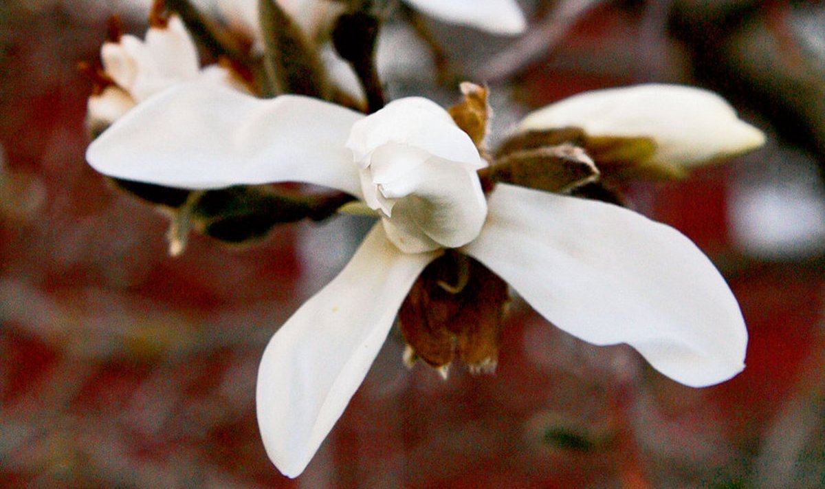 Hondo magnoolia peene aroomiga õied püsivad umbes nädala.