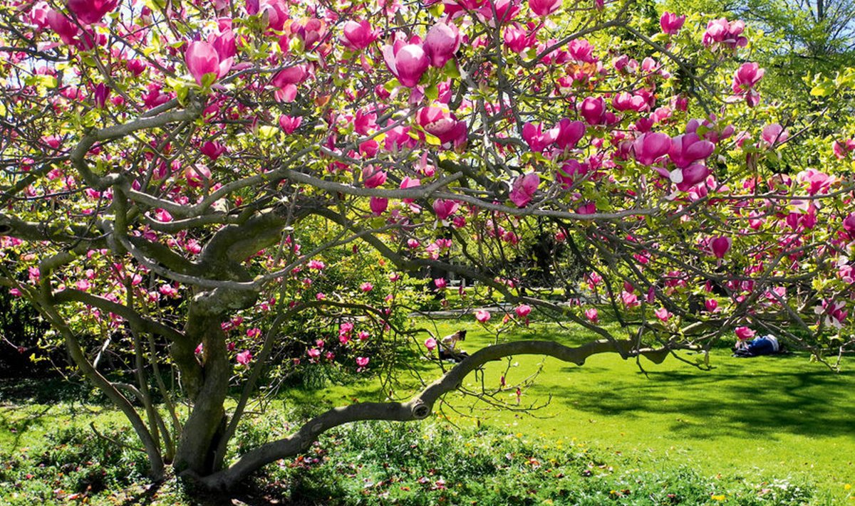 Õierikkale Soulange’i magnooliale (Magnolia × soulangeana) on Eesti kliima veidi liiga külm.