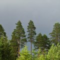 Leili metsalood | Pilved tulevad metsa tagant