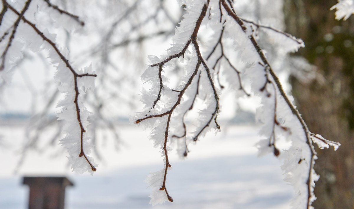 Osa Eestist on juba kena lumevaiba all. Eelolev nädalavahetus toob paiguti lund juurde.