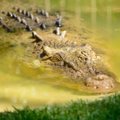 В Индонезии огромный крокодил целиком проглотил 8-летнего мальчика