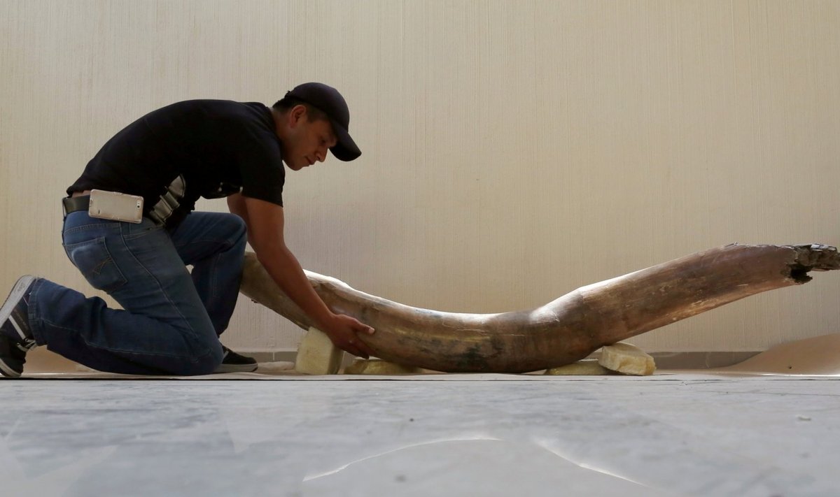2017. a märts, Mehhikos Tultepecis, inimene ja hästisäilinud mammutikihv. (Foto: REUTERS)