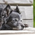 Koerad ja dementus: kas minu koer võib olla seniilne?