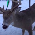 ВИДЕО | В Канаде спасают оленя, живущего со стрелой в голове