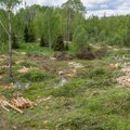Teadlane Riigikogule: „Eesti metsamajandus pole juba pikemat aega olnud säästlik ja midagi pole ette võetud asja parandamiseks“