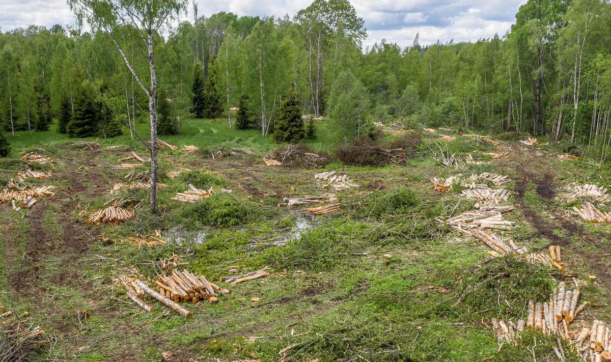 RMK esimees Mikk Marran tõdes, et riigimetsa majandaja püüab metsade elurikkusele edaspidi enam tähelepanu pöörata.