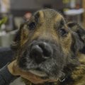 Kohus lubas Paljassaare tee hoiupaigas koeri hoida