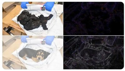 Üleval on surnud lapse foto ELA-analüüsitulemus, all koerapildi analüüsitulemus.